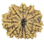 11 Mukhi Rudraksha 24.8mm 3.1gm - Rudraksha