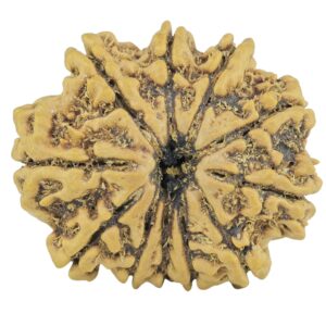 11 Mukhi Rudraksha 24.8mm 3.1gm - Rudraksha