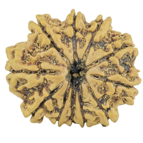 11 Mukhi Rudraksha 24.8mm 3.1gm - Rudraksha
