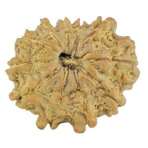 11 Mukhi Rudraksha 21.6mm 2.49gm - Rudraksha