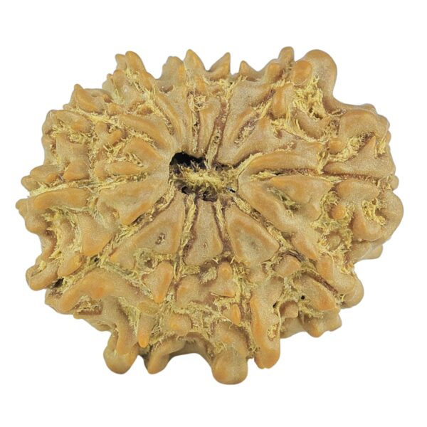 11 Mukhi Rudraksha 21.6mm 2.49gm - Rudraksha