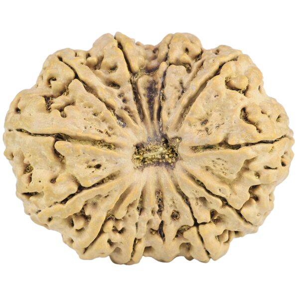 12 Mukhi Rudraksha 38mm 7.56gm - Rudraksha