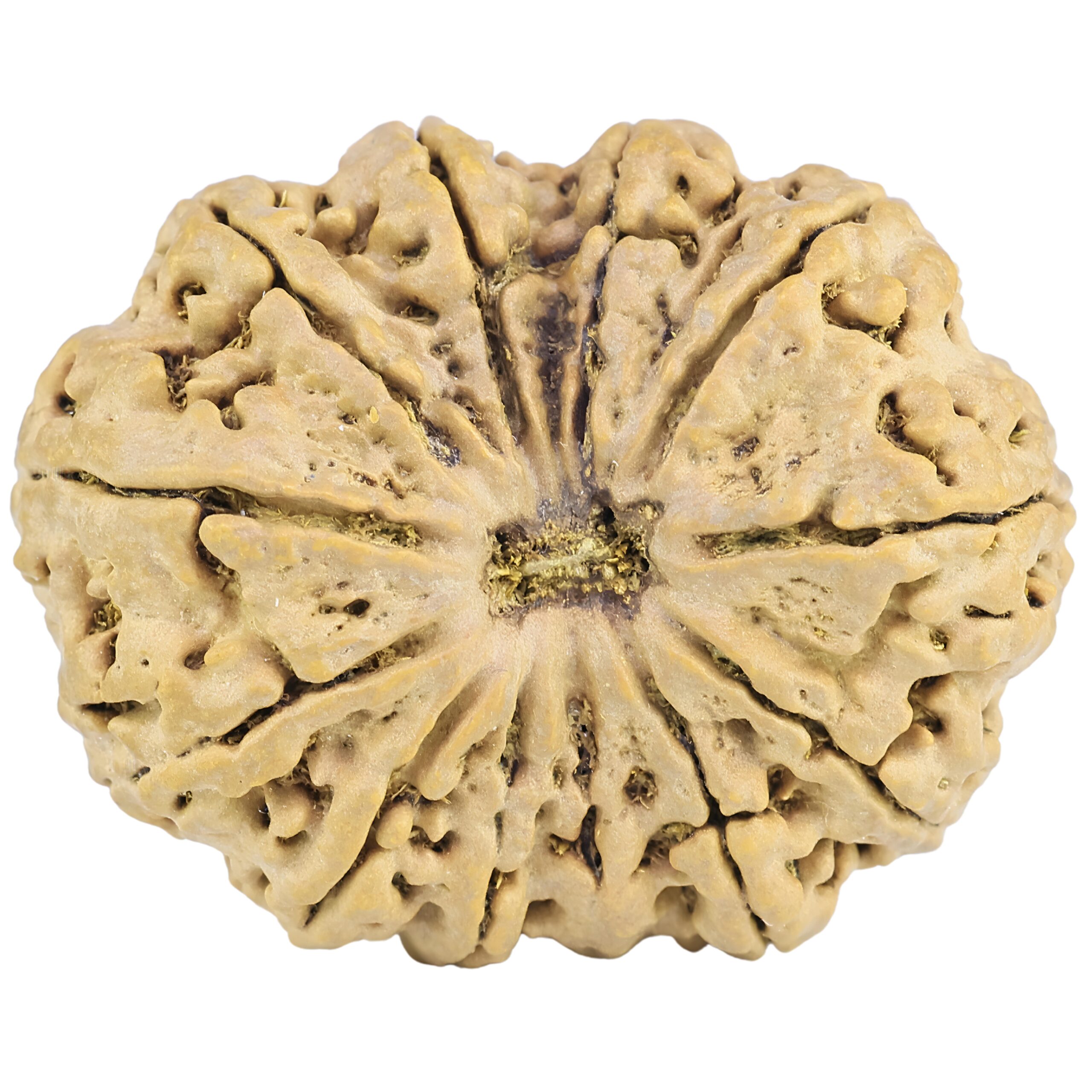 12 Mukhi Rudraksha 38mm 7.56gm - Rudraksha