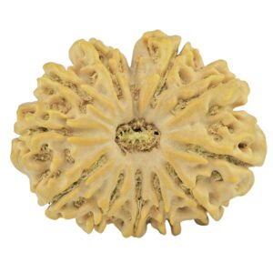 11 Mukhi Rudraksha 27.5mm 4.45gm - Rudraksha