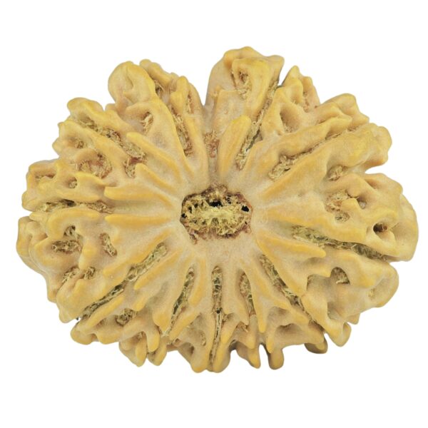 11 Mukhi Rudraksha 27.5mm 4.45gm - Rudraksha