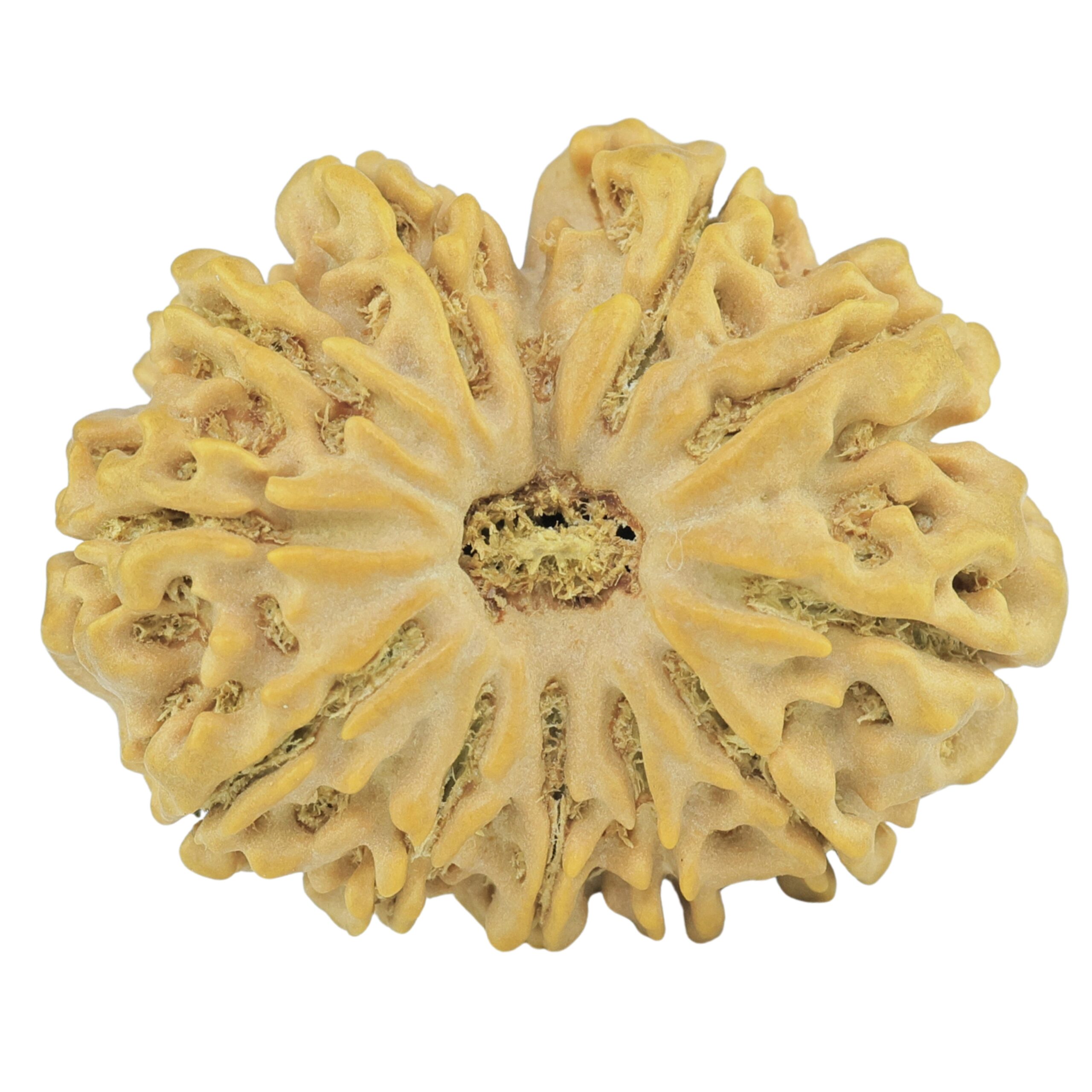 11 Mukhi Rudraksha 27.5mm 4.45gm - Rudraksha