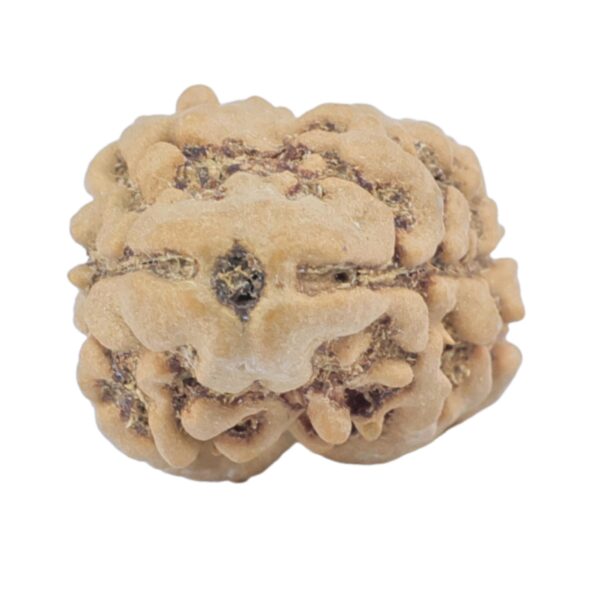 2 Mukhi Rudraksha 25mm 2.09gm - Rudraksha