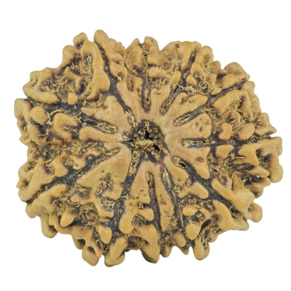 11 Mukhi Rudraksha 23.1mm 2.77gm - Rudraksha