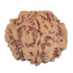 1MK(Underdeveloped) 23.1mm 4.17gm - Rudraksha