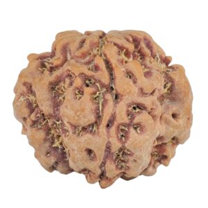 1MK(Underdeveloped) 23.1mm 4.17gm - Rudraksha