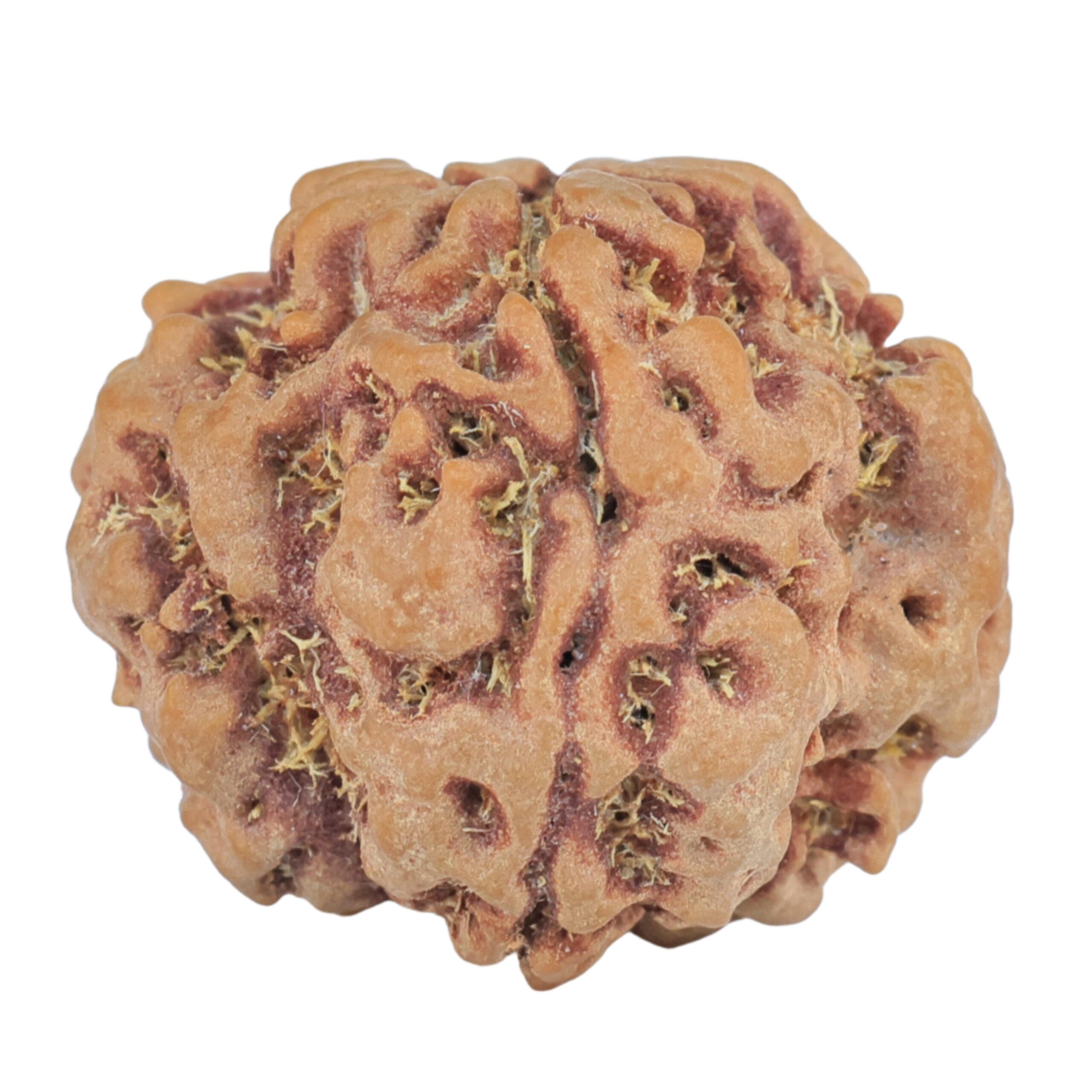 1MK(Underdeveloped) 23.1mm 4.17gm - Rudraksha