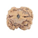 2 Mukhi Rudraksha 23.3mm 2gm - Origin: Nepal - Rudraksha