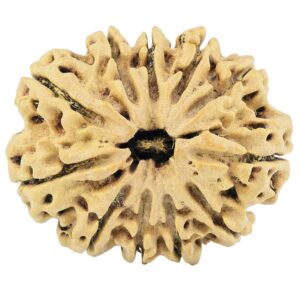 11 Mukhi Rudraksha 32.4mm 6.33gm - Rudraksha
