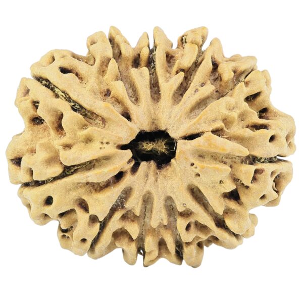 11 Mukhi Rudraksha 32.4mm 6.33gm - Rudraksha