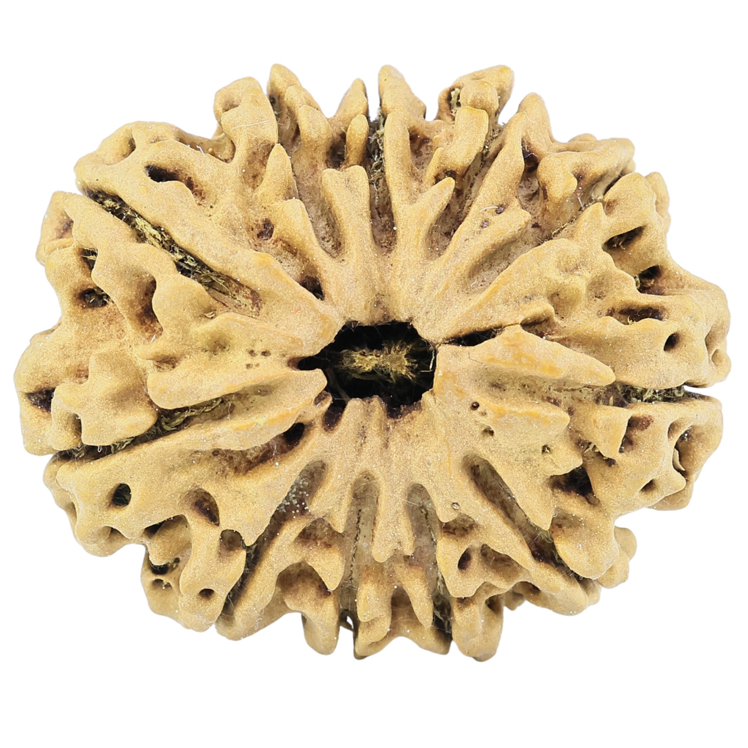 11 Mukhi Rudraksha 32.4mm 6.33gm - Rudraksha