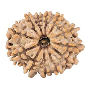 12 Mukhi Rudraksha 26.7mm 4.59gm - Rudraksha