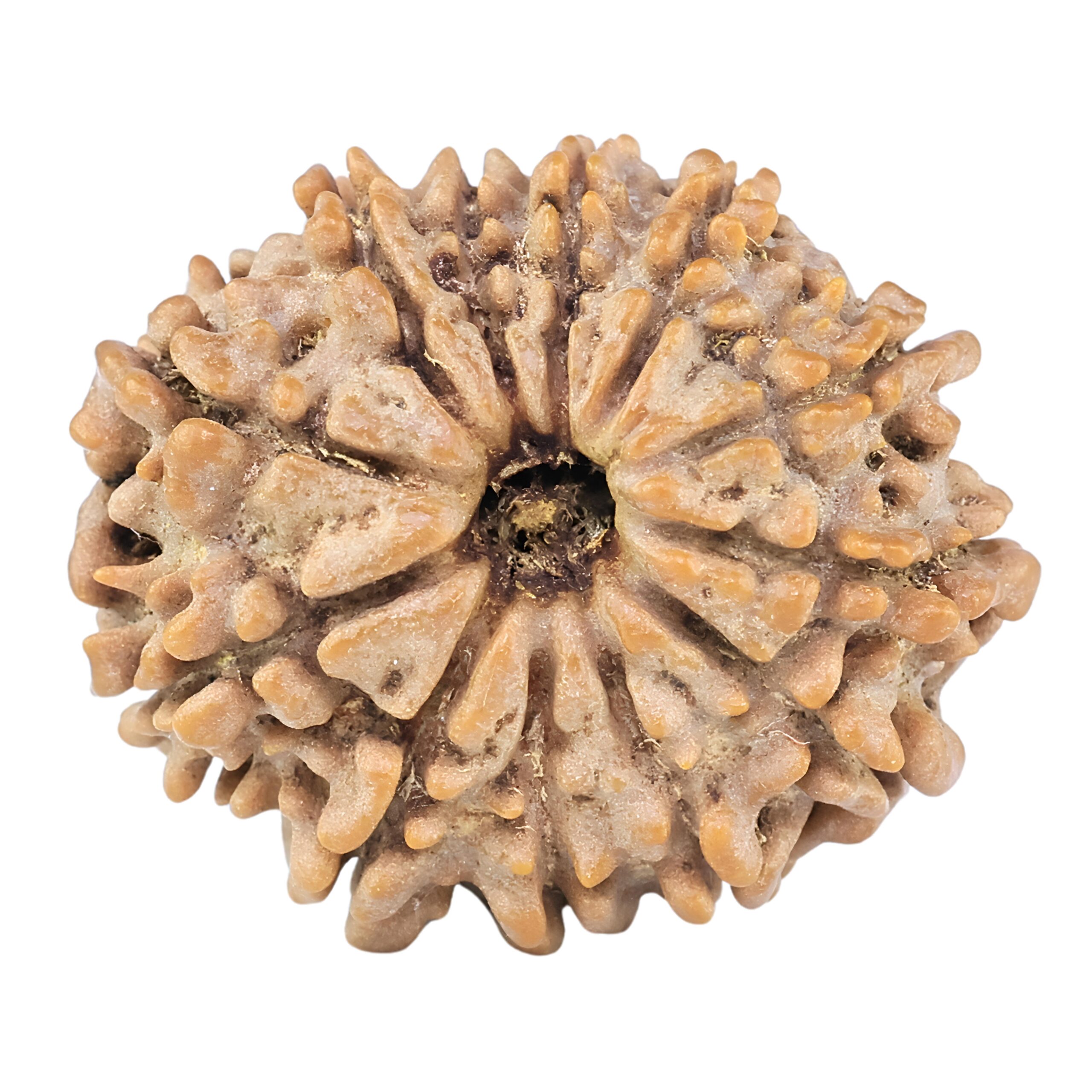 12 Mukhi Rudraksha 26.7mm 4.59gm - Rudraksha
