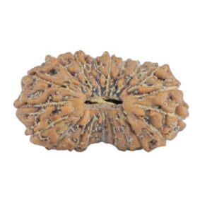20 Mukhi Rudraksha 15.9mm 0.65gm - Rudraksha