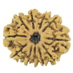 11 Mukhi Rudraksha 22.6mm 2.12gm - Rudraksha