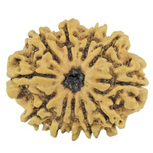 11 Mukhi Rudraksha 22.6mm 2.12gm - Rudraksha