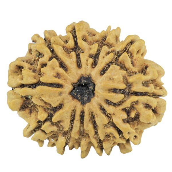 11 Mukhi Rudraksha 22.6mm 2.12gm - Rudraksha