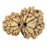14 Mukhi Garbh Gauri 30.3mm 5.61gm - Rudraksha