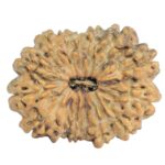 15 Mukhi Rudraksha 25mm 2.27gm - Rudraksha