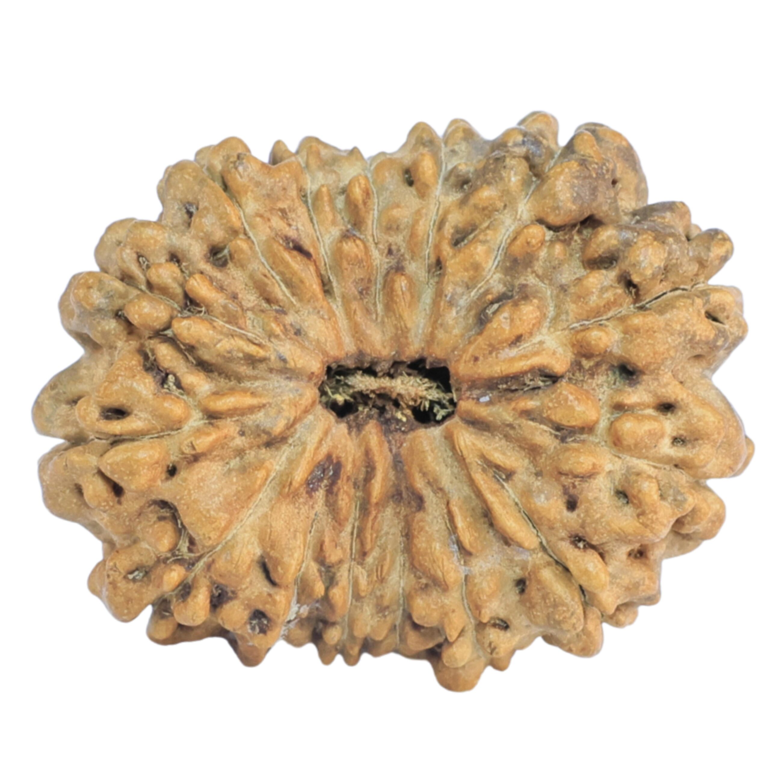 15 Mukhi Rudraksha 25mm 2.27gm - Rudraksha