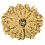 12 Mukhi Rudraksha 20.4mm 2.33gm - Rudraksha