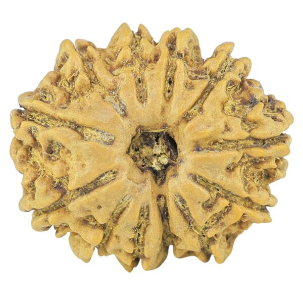 12 Mukhi Rudraksha 20.4mm 2.33gm - Rudraksha