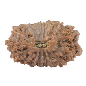 17 Mukhi Rudraksha 22mm 1.79gm - Rudraksha