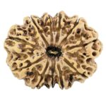11 Mukhi Rudraksha 33.9mm 7.09gm - Rudraksha