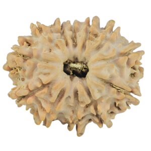 12 Mukhi Rudraksha 21.6mm 2.41gm - Rudraksha
