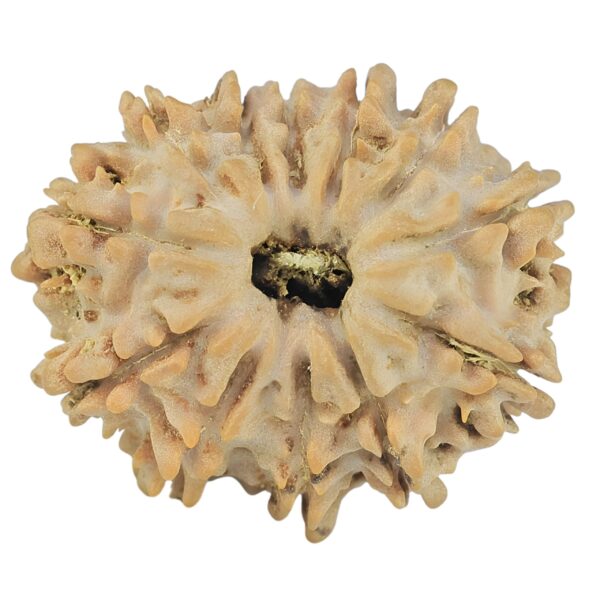 12 Mukhi Rudraksha 21.6mm 2.41gm - Rudraksha