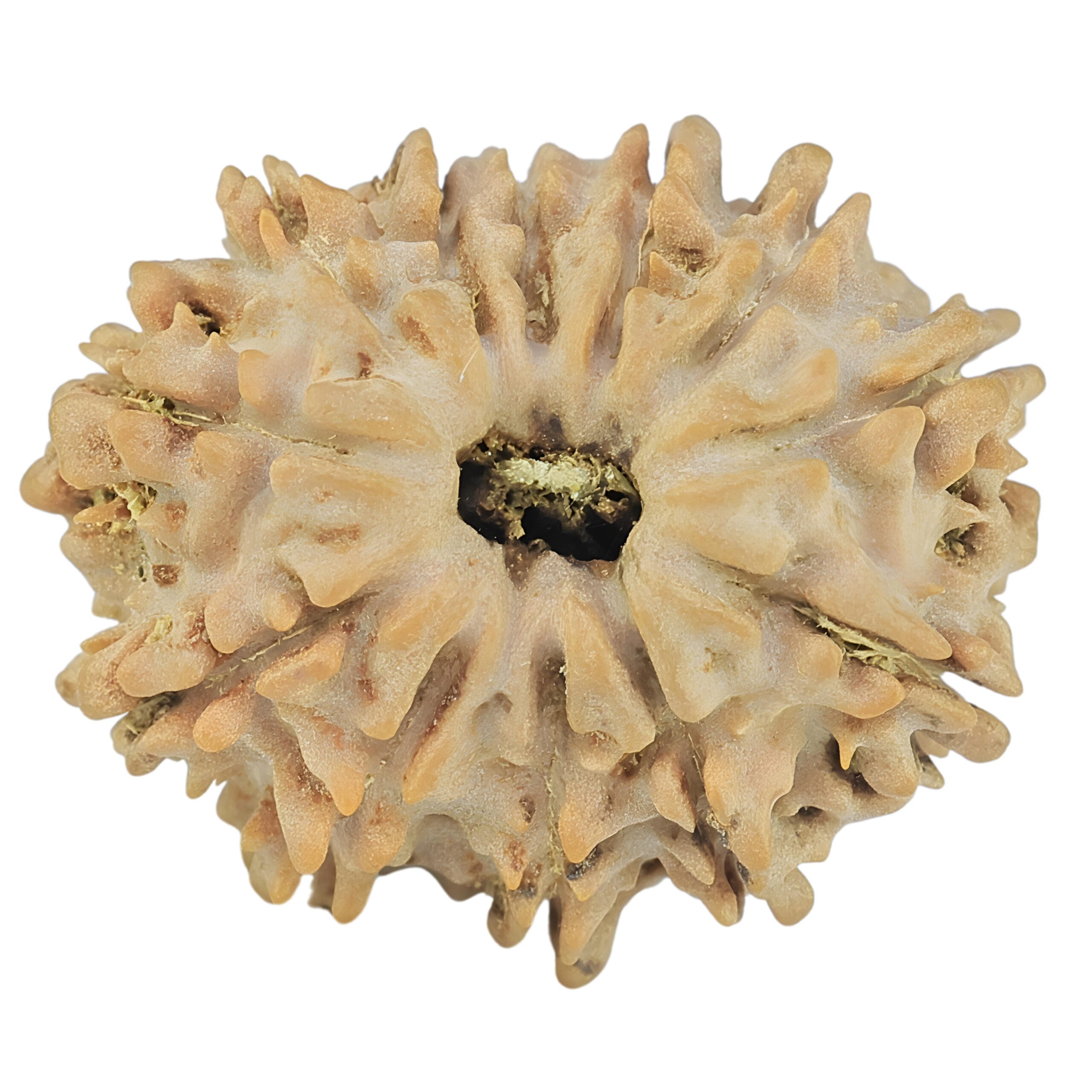 12 Mukhi Rudraksha 21.6mm 2.41gm - Rudraksha