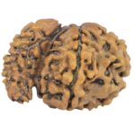 Sawar/Ganesh (6+1) 26.2mm 2.76gm - Rudraksha