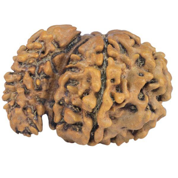 Sawar/Ganesh (6+1) 26.2mm 2.76gm - Rudraksha