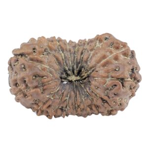 17 Mukhi Rudraksha 22.1mm 1.64gm - Rudraksha