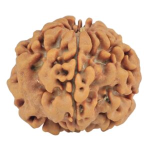 1MK(Underdeveloped) 22.1mm 3.22gm - Rudraksha