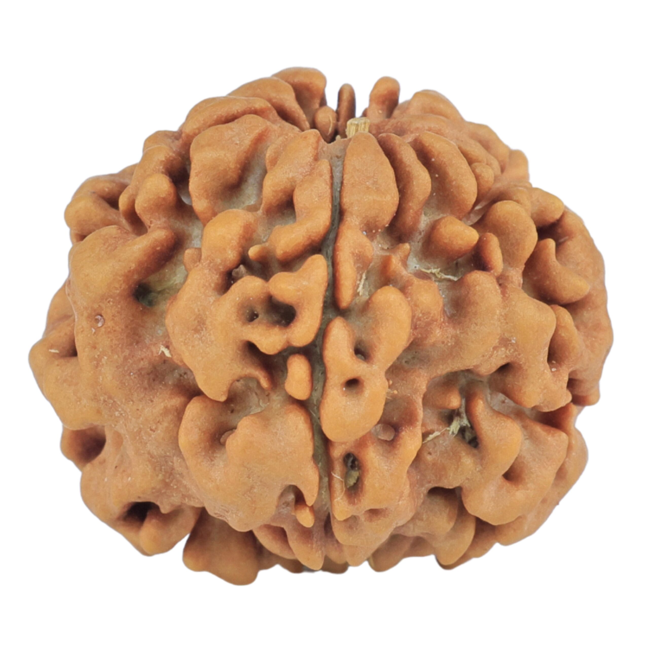 1MK(Underdeveloped) 22.1mm 3.22gm - Rudraksha