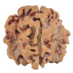 1MK(Underdeveloped) 22.1mm 3.44gm - Origin: Nepal - Rudraksha