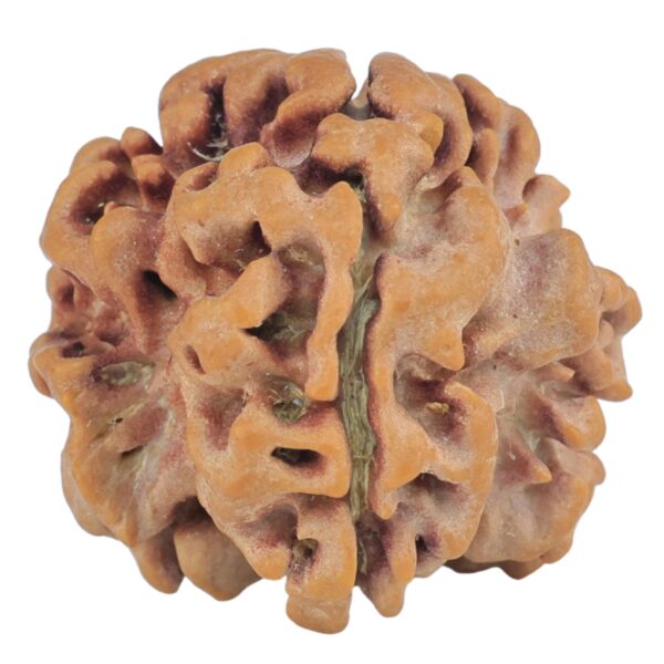 1MK(Underdeveloped) 22.1mm 3.44gm - Origin: Nepal - Rudraksha