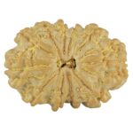 11 Mukhi Rudraksha 26.3mm 3.91gm - Rudraksha