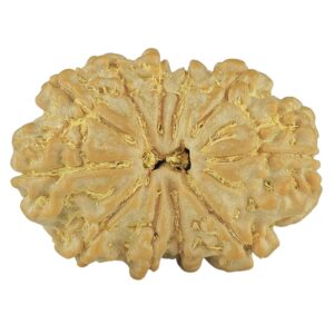 11 Mukhi Rudraksha 26.3mm 3.91gm - Rudraksha