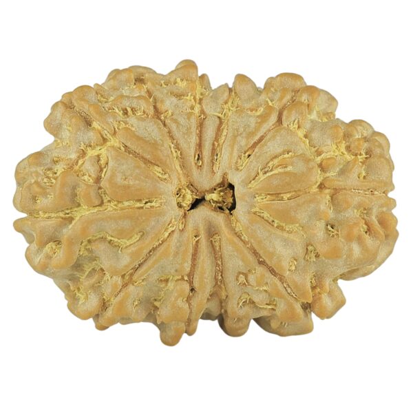 11 Mukhi Rudraksha 26.3mm 3.91gm - Rudraksha