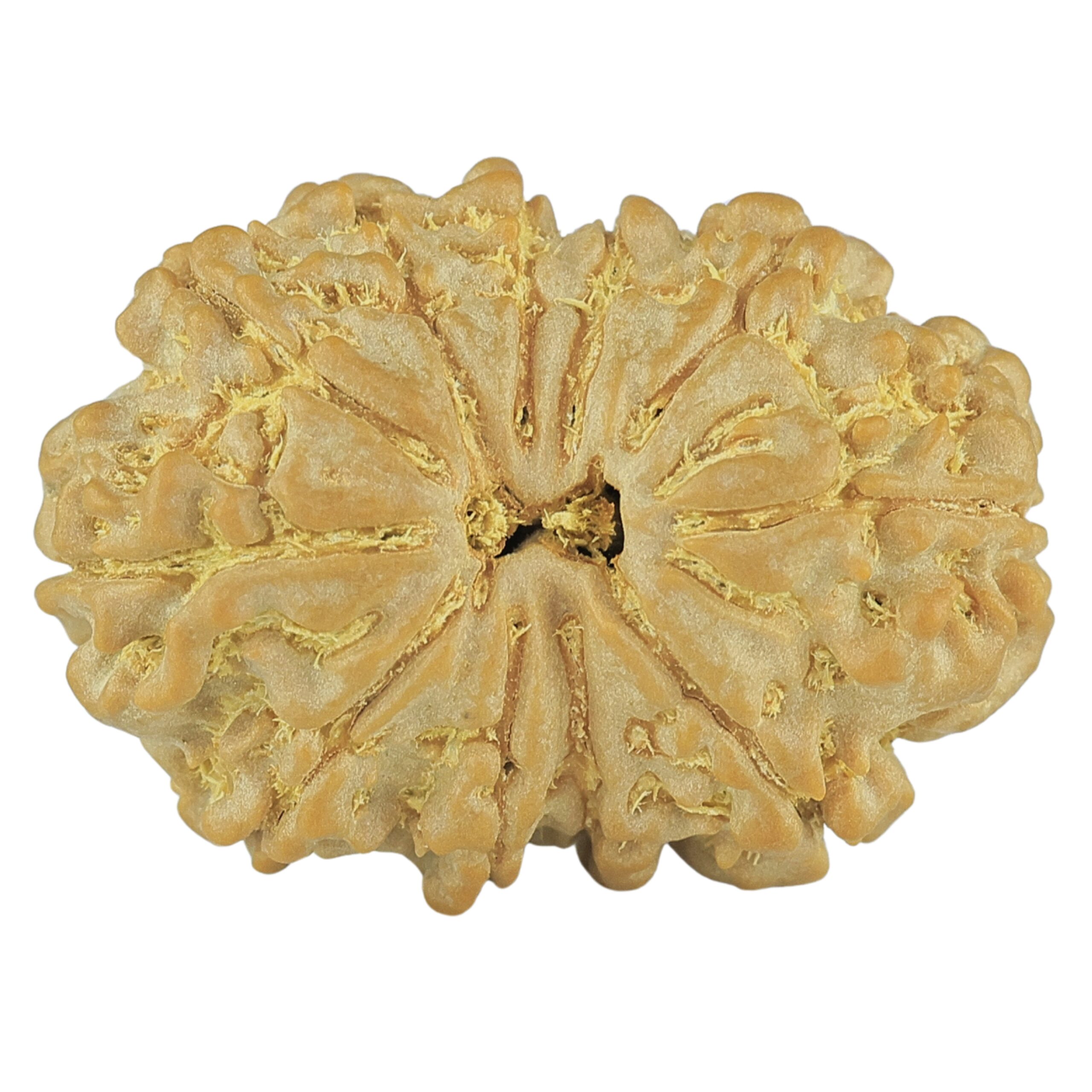 11 Mukhi Rudraksha 26.3mm 3.91gm - Rudraksha