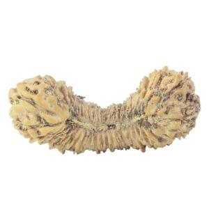 45 Mukhi Rudraksha 19.6mm 0.45gm - Rudraksha