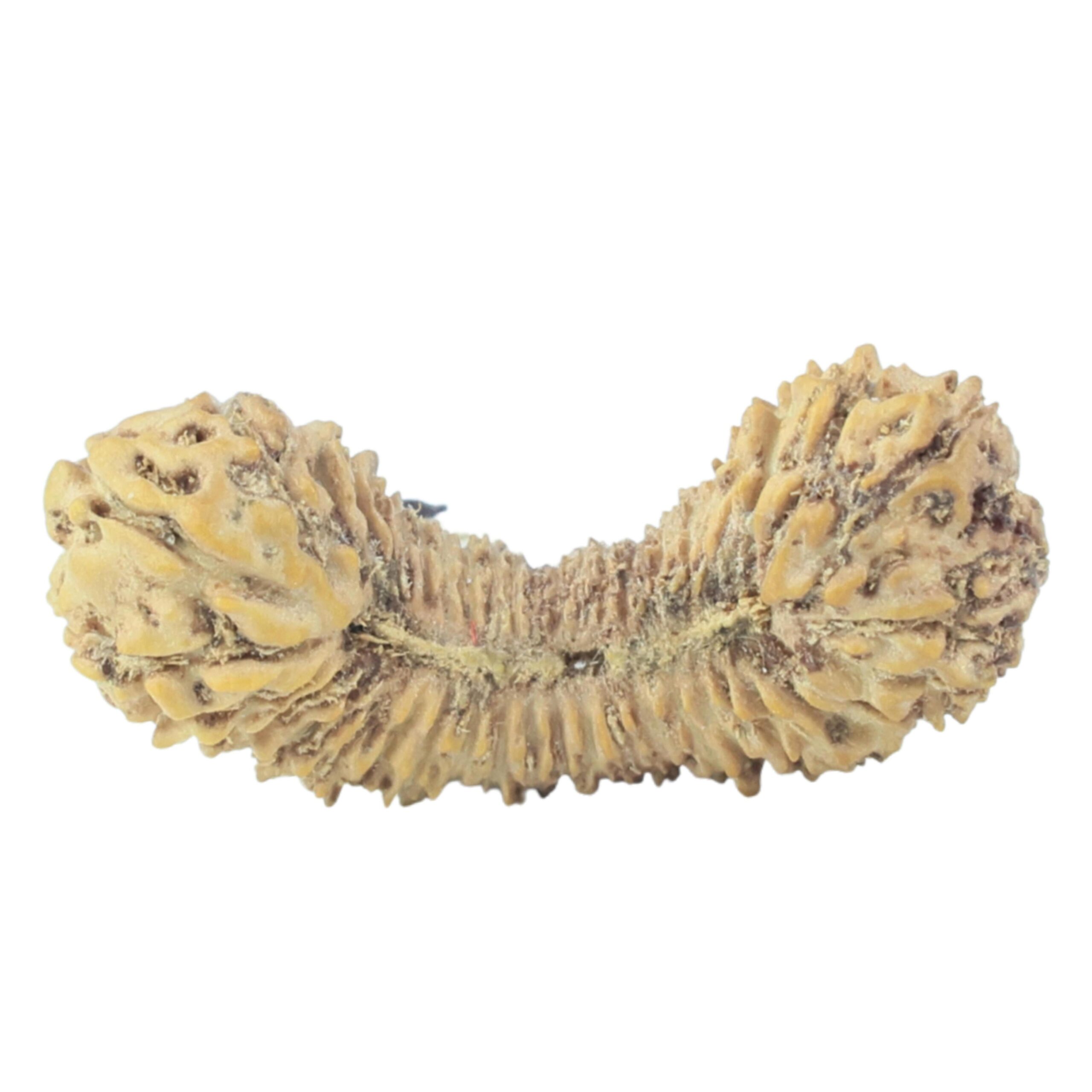45 Mukhi Rudraksha 19.6mm 0.45gm - Rudraksha