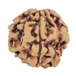 1MK(Underdeveloped) 22.5mm 3.85gm - Rudraksha