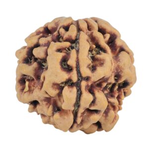 1MK(Underdeveloped) 22.5mm 3.85gm - Rudraksha